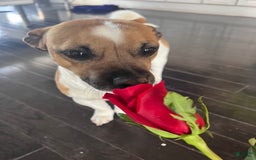 Jack Russell Terrier dogs for sale: Lexi - Image 12
