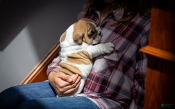 English Bulldog dogs for sale: Rudy - Image 6