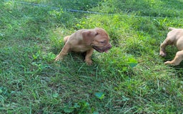Presa Canario dogs for sale: Ferrari - Image 7