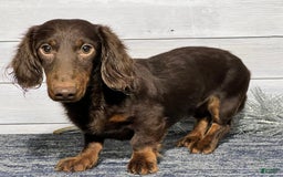Miniature Dachshund dogs for sale: Cole - Image 7
