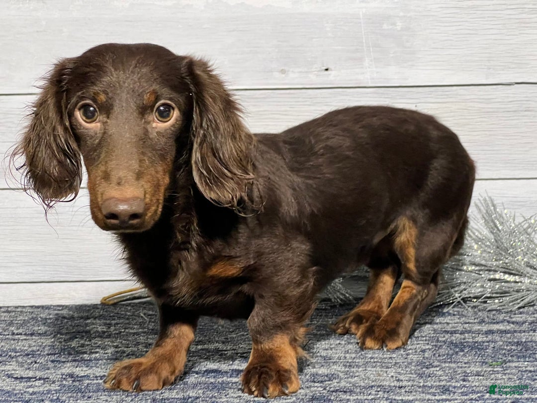 Miniature Dachshund dogs for sale: Cole - Image 7