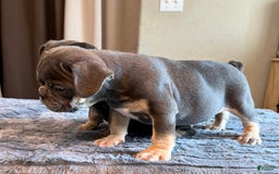 English Bulldog dogs for sale: Blue Boy - Image 4