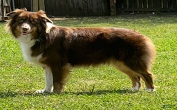 Australian Shepherd dogs for sale: Bella - Image 2