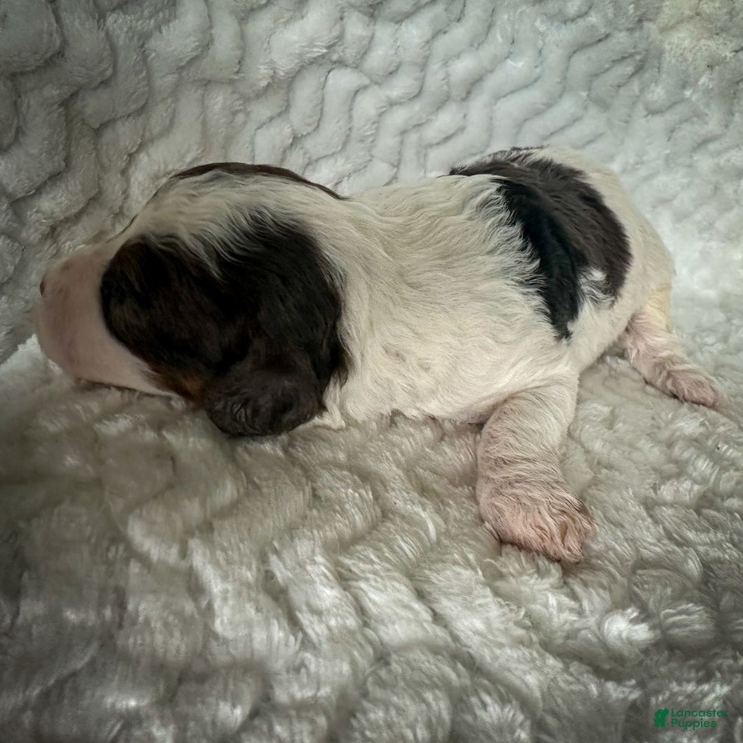 Cavapoo dogs for sale: Simba - Image 23