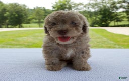 Miniature Poodle dogs for sale: Jackson - Image 8