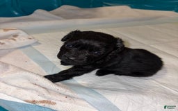 Cockapoo dogs for sale: Smokey - Image 1