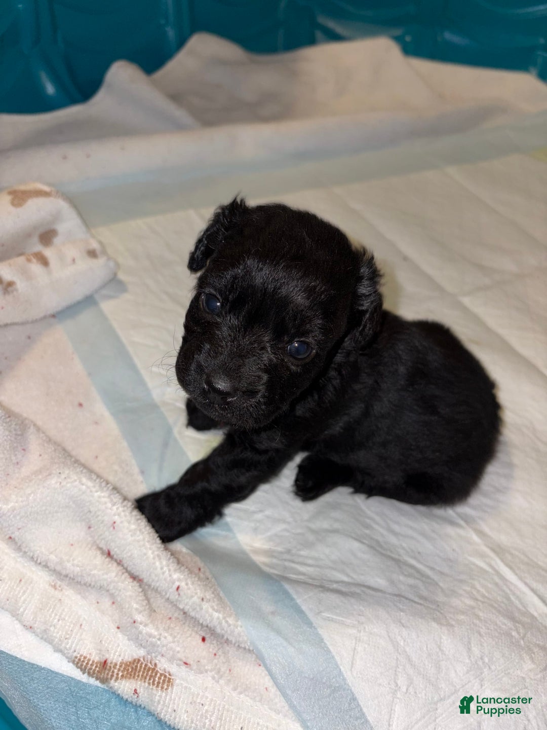 Cockapoo dogs for sale: Smokey - Image 1
