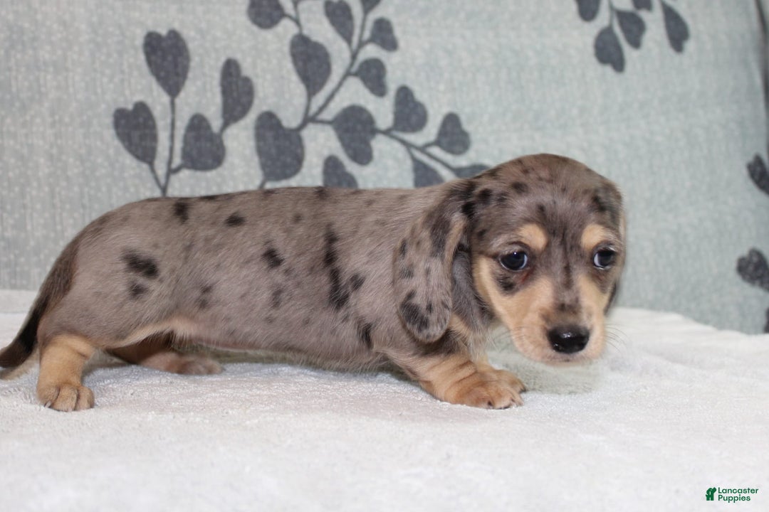 Miniature Dachshund dogs for sale: Leia - Image 2