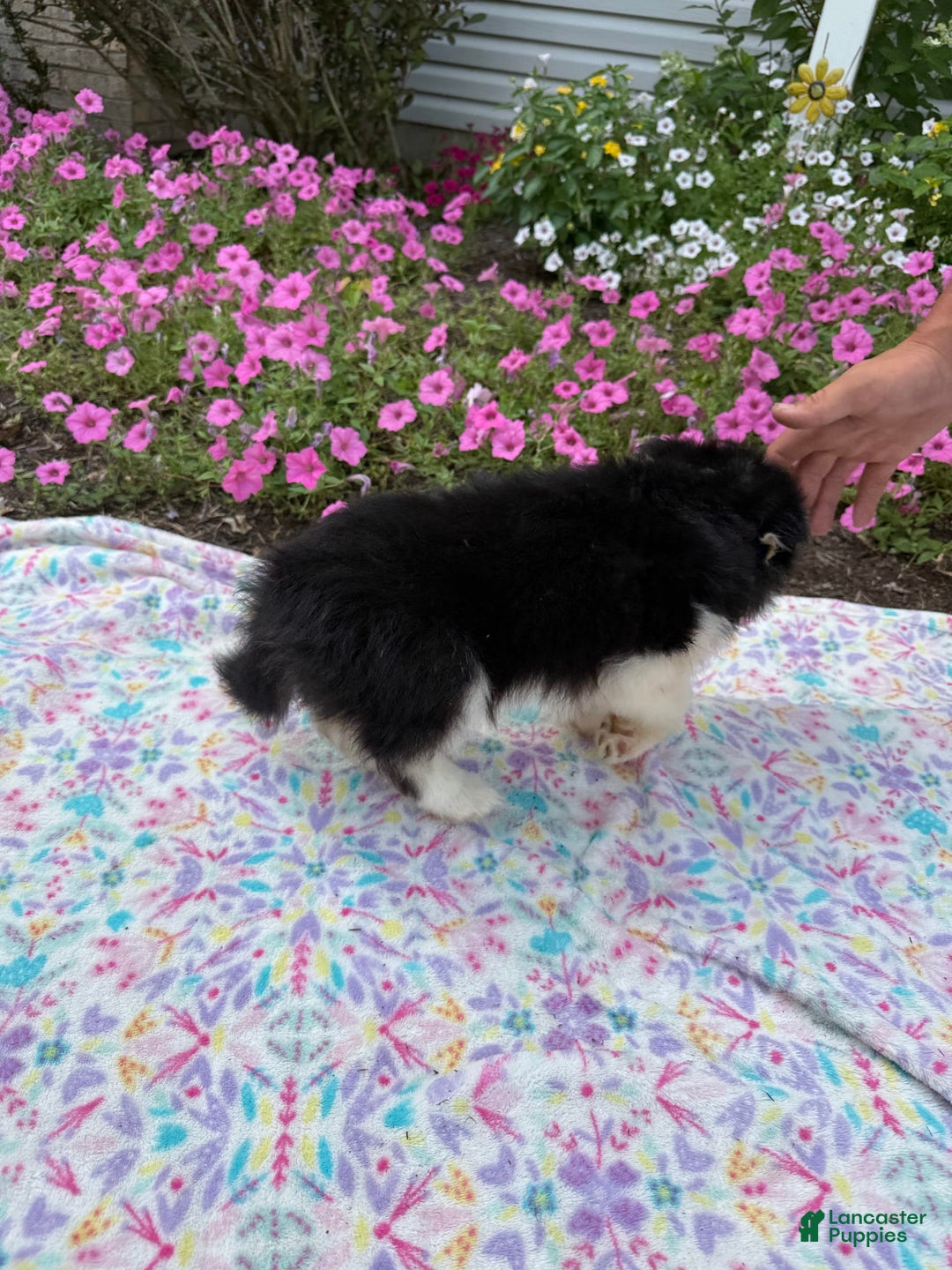Pomsky dogs for sale: Bingo - Image 4