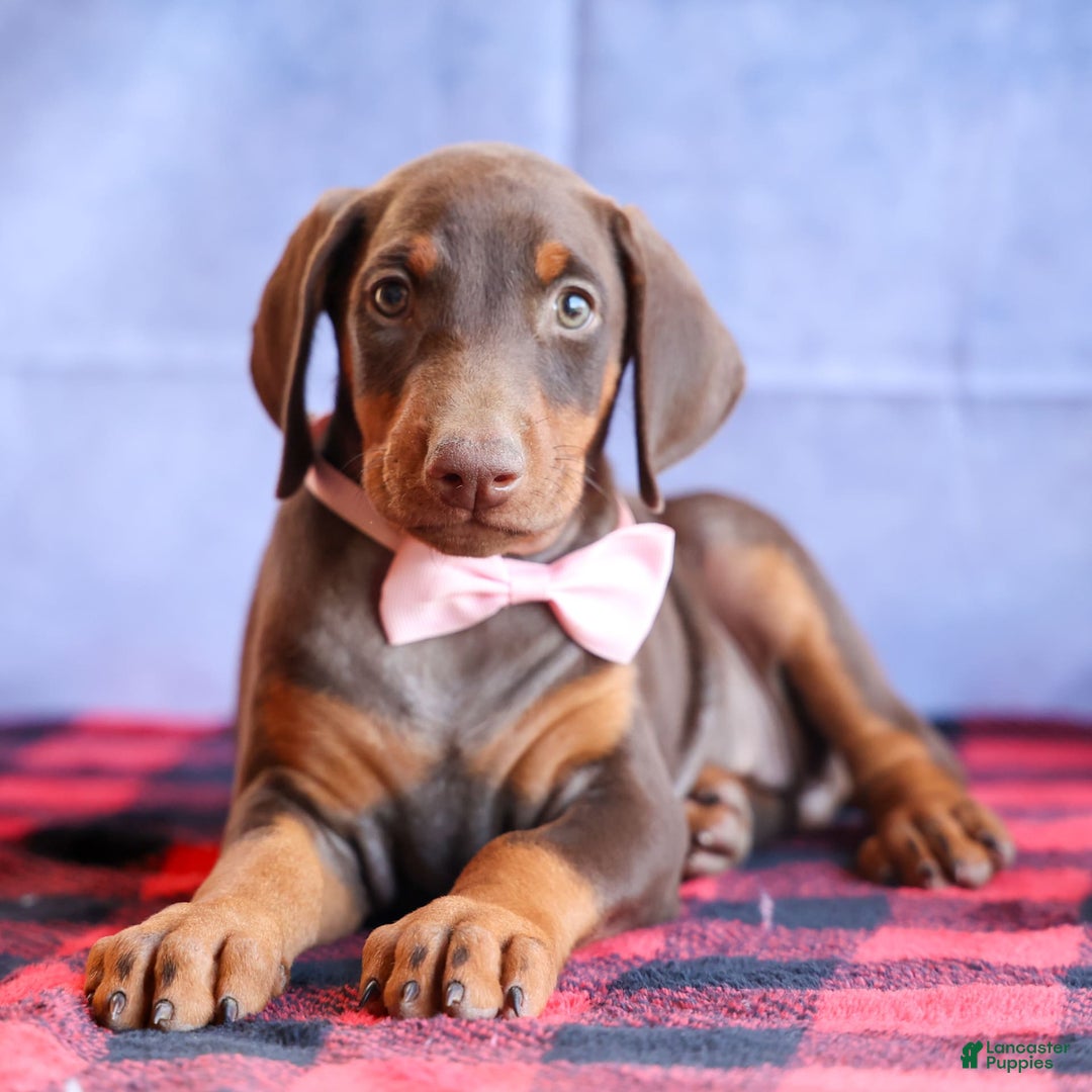 Doberman Pinscher dogs for sale: DIAMOND - Image 16
