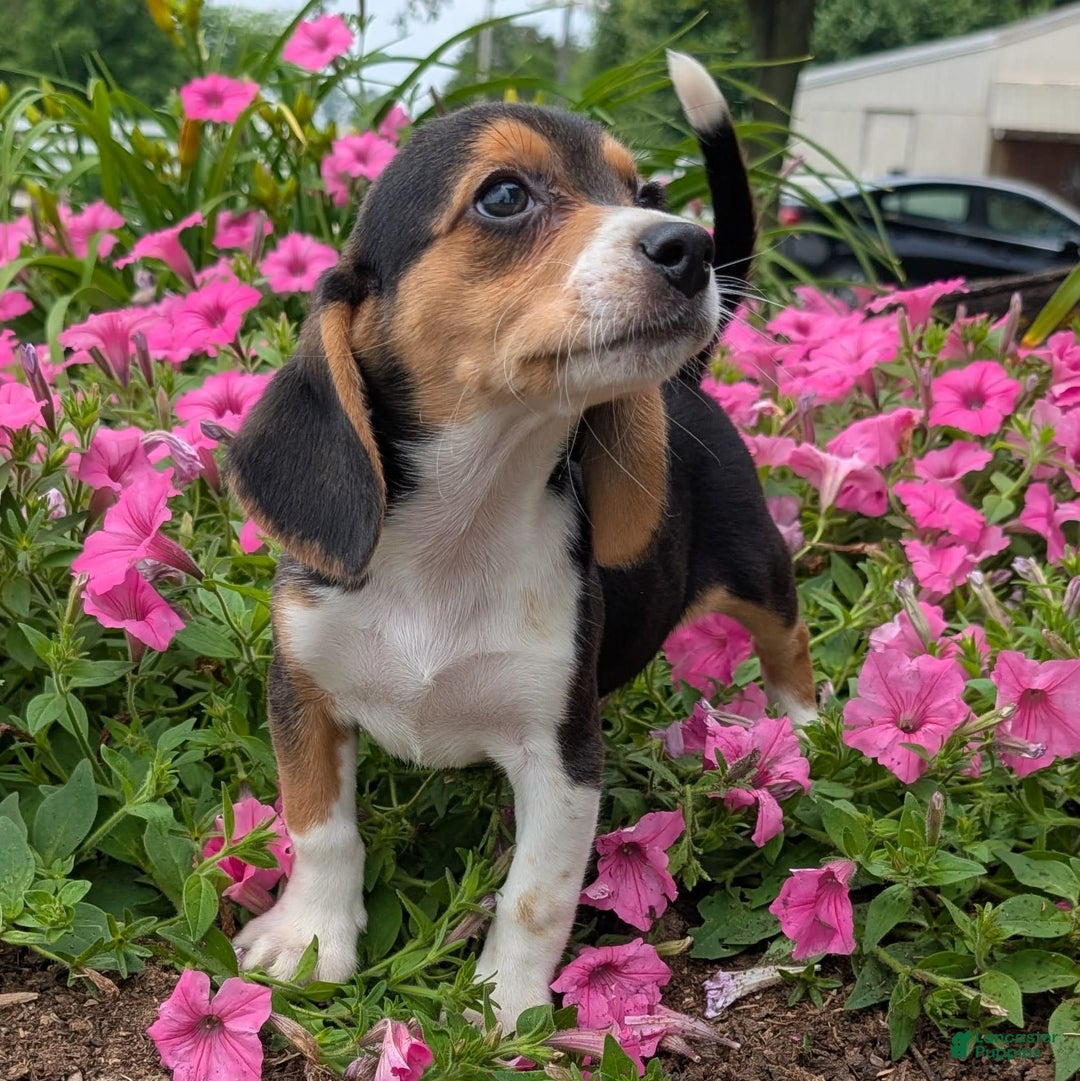 Beagle dogs for sale: Cream - Image 11
