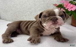 English Bulldog dogs for sale: Ezikel - Image 2