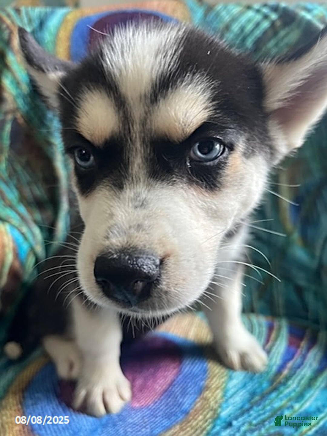 Pomsky dogs for sale: Raider - Image 6