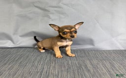 Chihuahua dogs for sale: Remi - Image 6