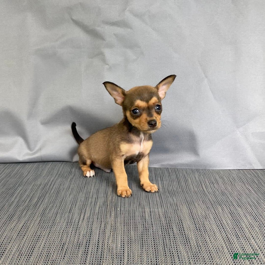 Chihuahua dogs for sale: Remi - Image 6