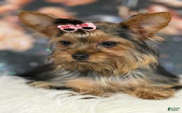 Yorkshire Terrier dogs for sale: Lola - Image 9