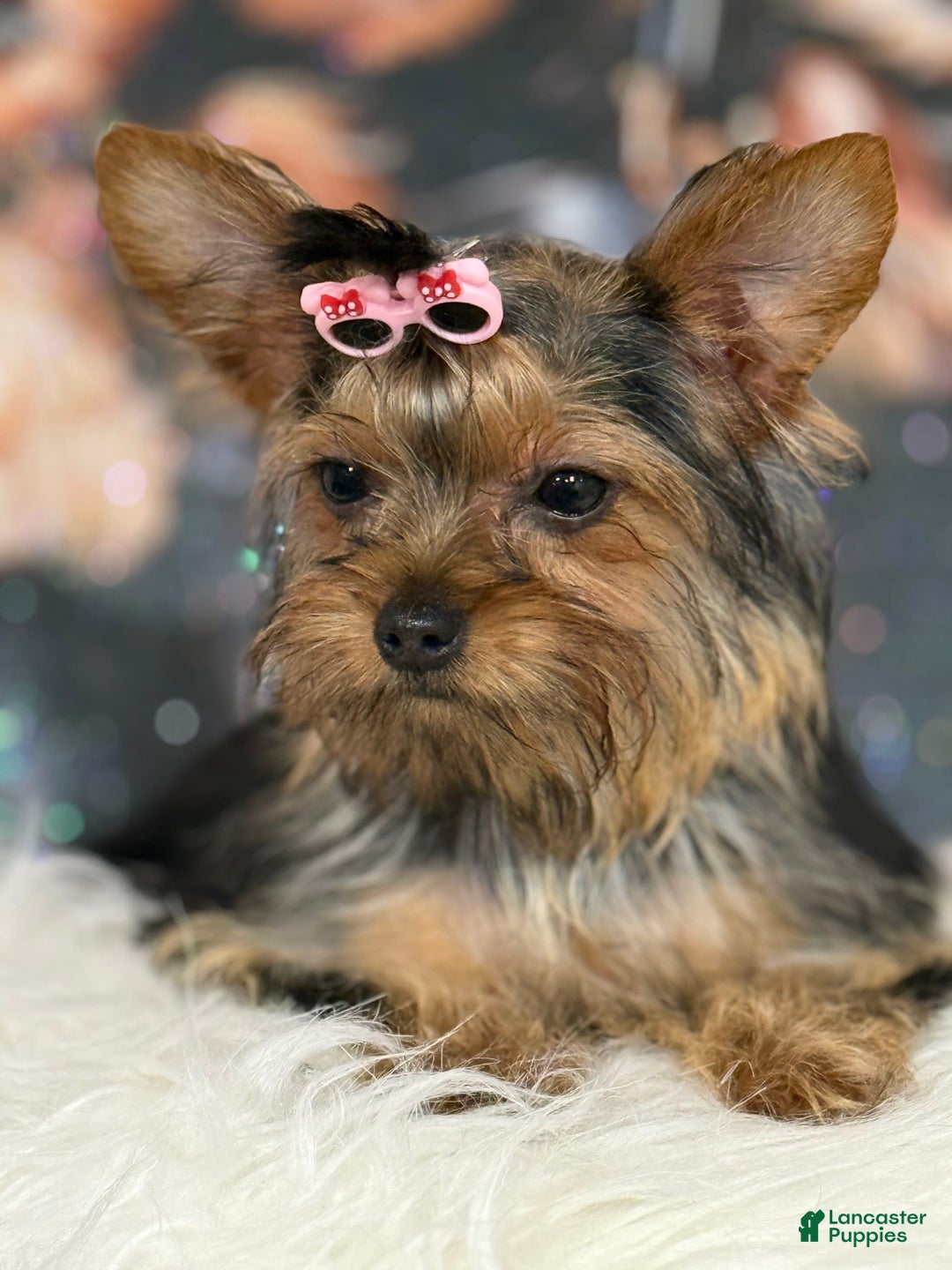 Yorkshire Terrier dogs for sale: Lola - Image 9