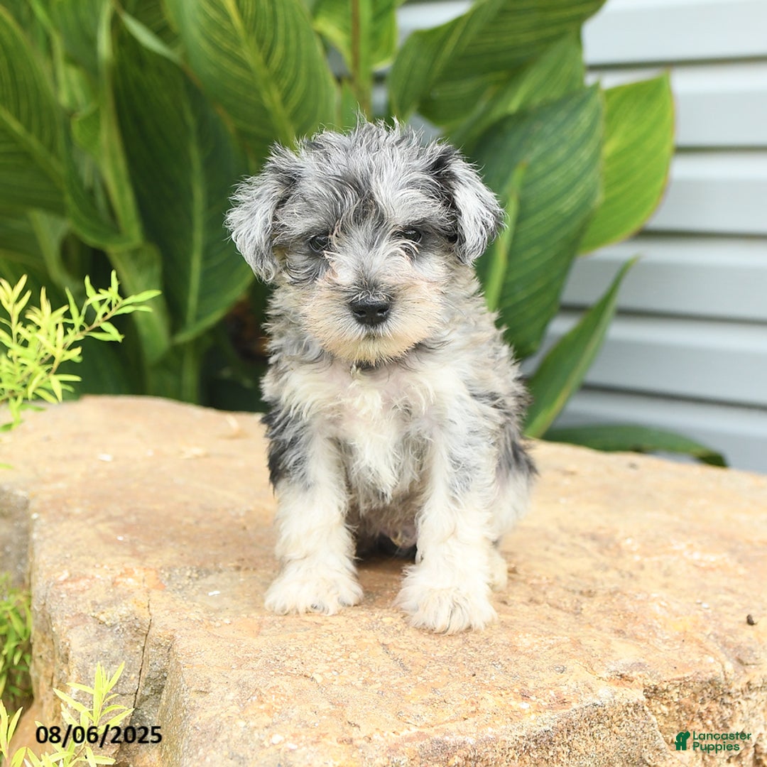 Miniature Schnauzer dogs for sale: Micky - Image 2