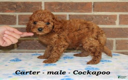 Cockapoo dogs for sale: Carter - Image 2