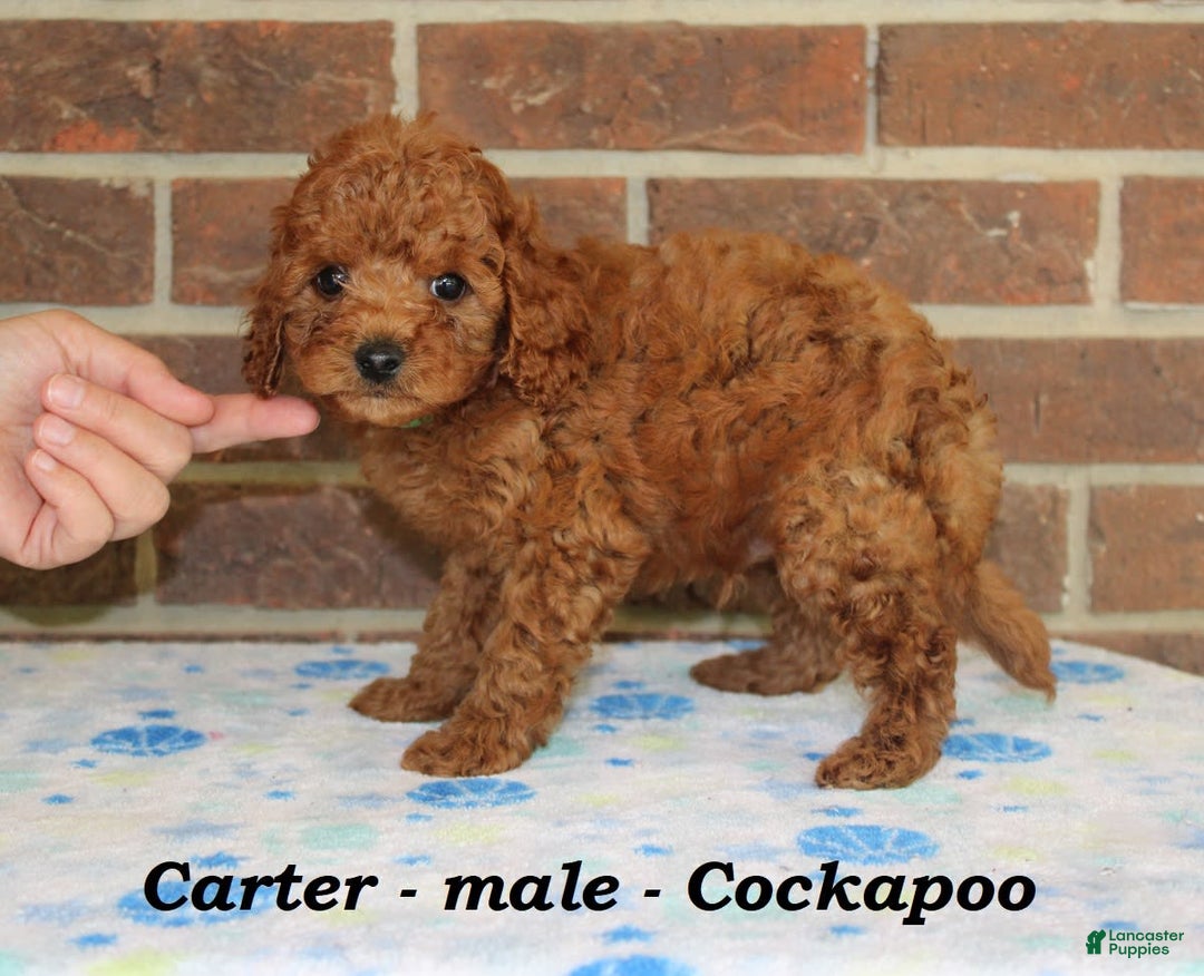 Cockapoo dogs for sale: Carter - Image 2