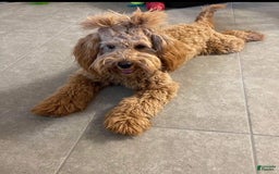 Mini Goldendoodle dogs for sale: Sammy - Image 5