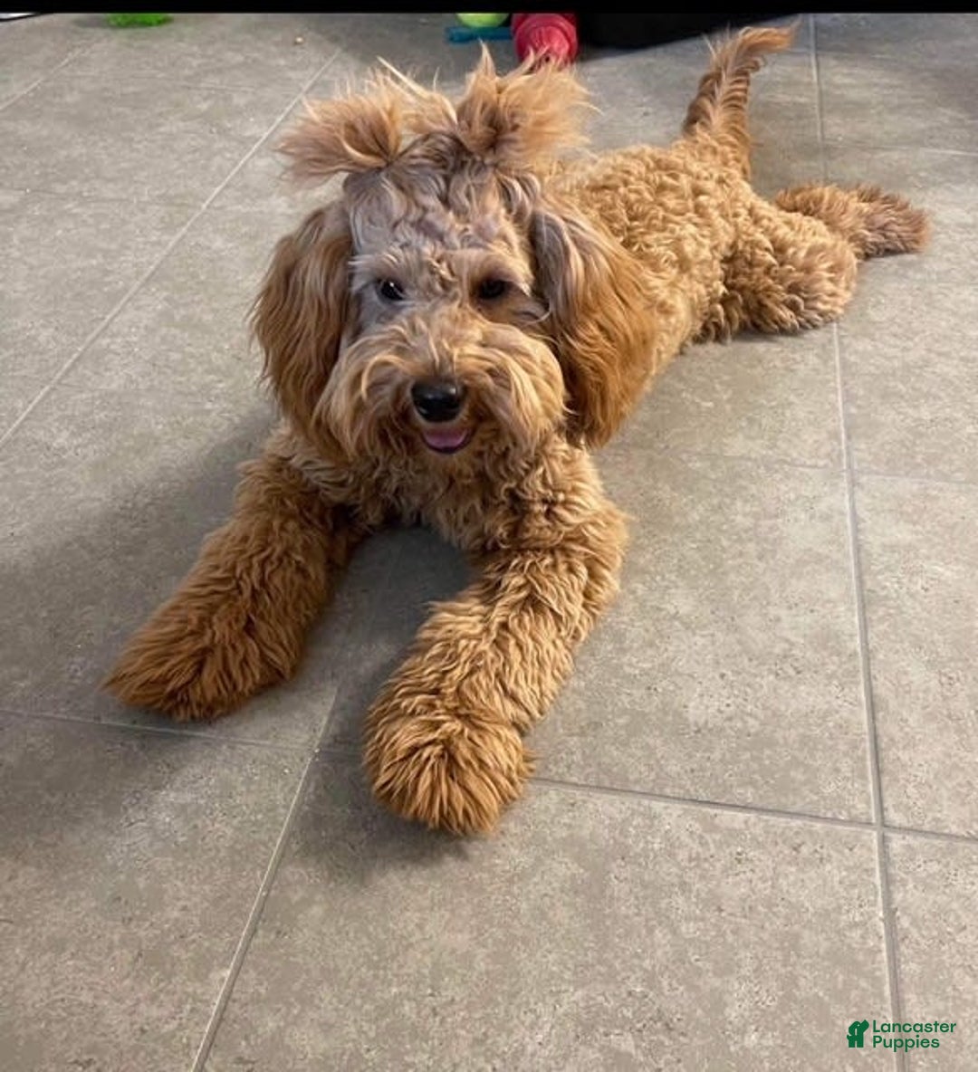 Mini Goldendoodle dogs for sale: Sammy - Image 5