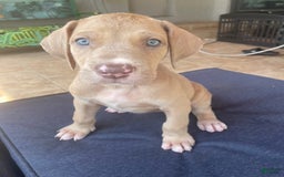 Great Dane dogs for sale: Strawberry - Image 1