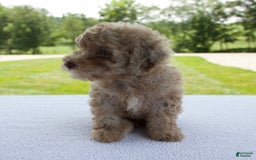 Miniature Poodle dogs for sale: Jackson - Image 6