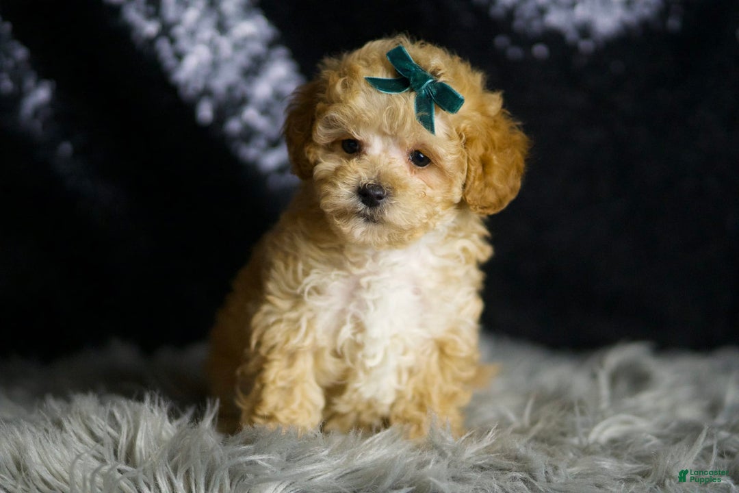 Maltipoo dogs for sale: Maltipoo 4 puppies - Image 2