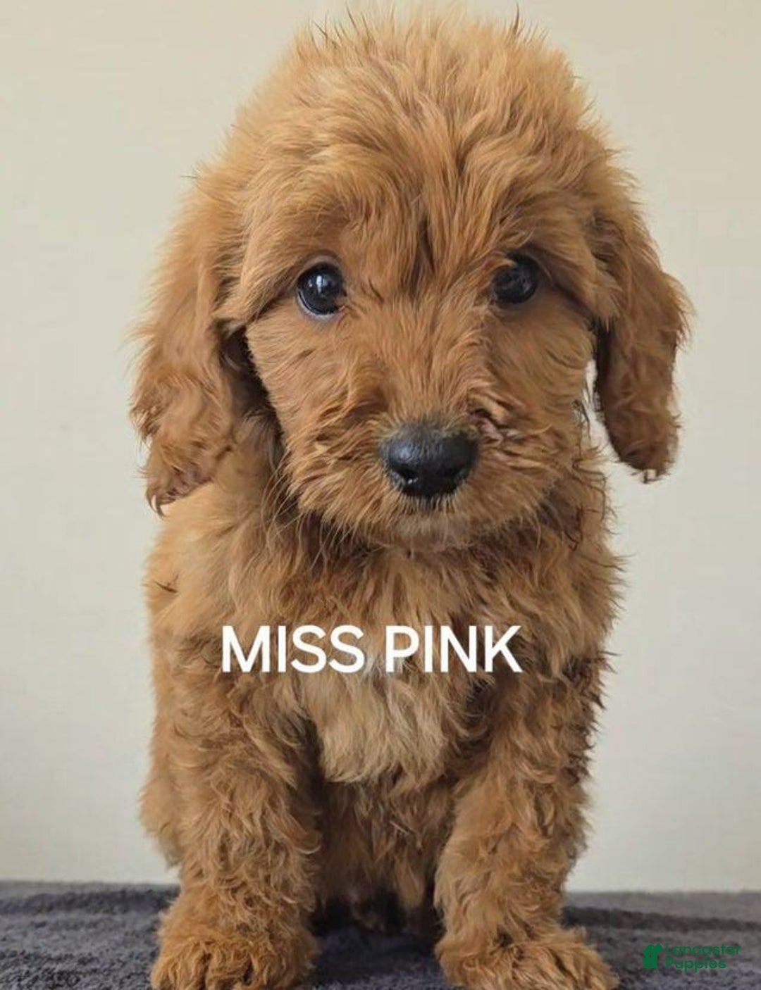 Mini Goldendoodle dogs for sale: Miss Pink - Image 1