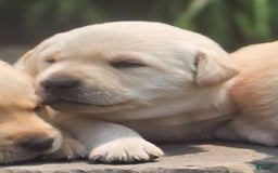 Labrador Retriever dogs for sale: Rileys Rosie - Image 6