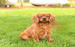 Cavapoo dogs for sale: Basil - Image 7
