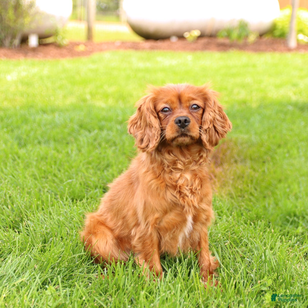 Cavapoo dogs for sale: Basil - Image 7