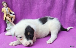 Border Collie dogs for sale: Gumbi - Image 16