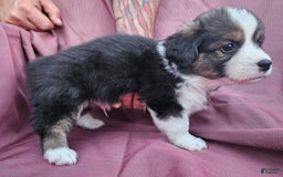 Welsh Corgi Pembroke dogs for sale: Rizzo - Image 3