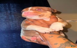 American Bully dogs for sale: Brookie - Image 4