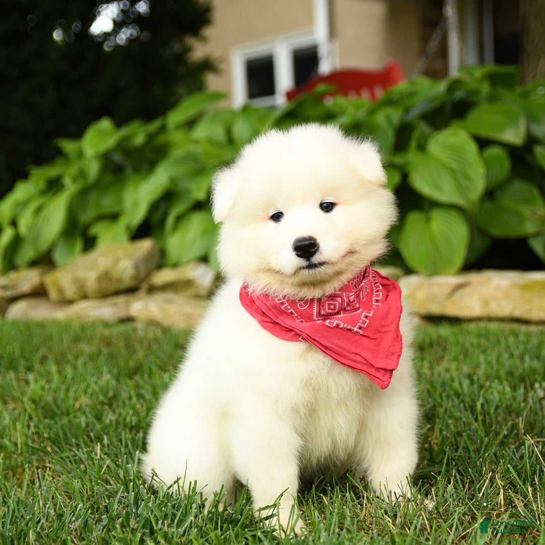 Samoyed dogs for sale: Logan - Image 4
