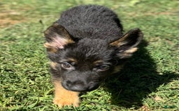 German Shepherd dogs for sale: Daisy - Image 7