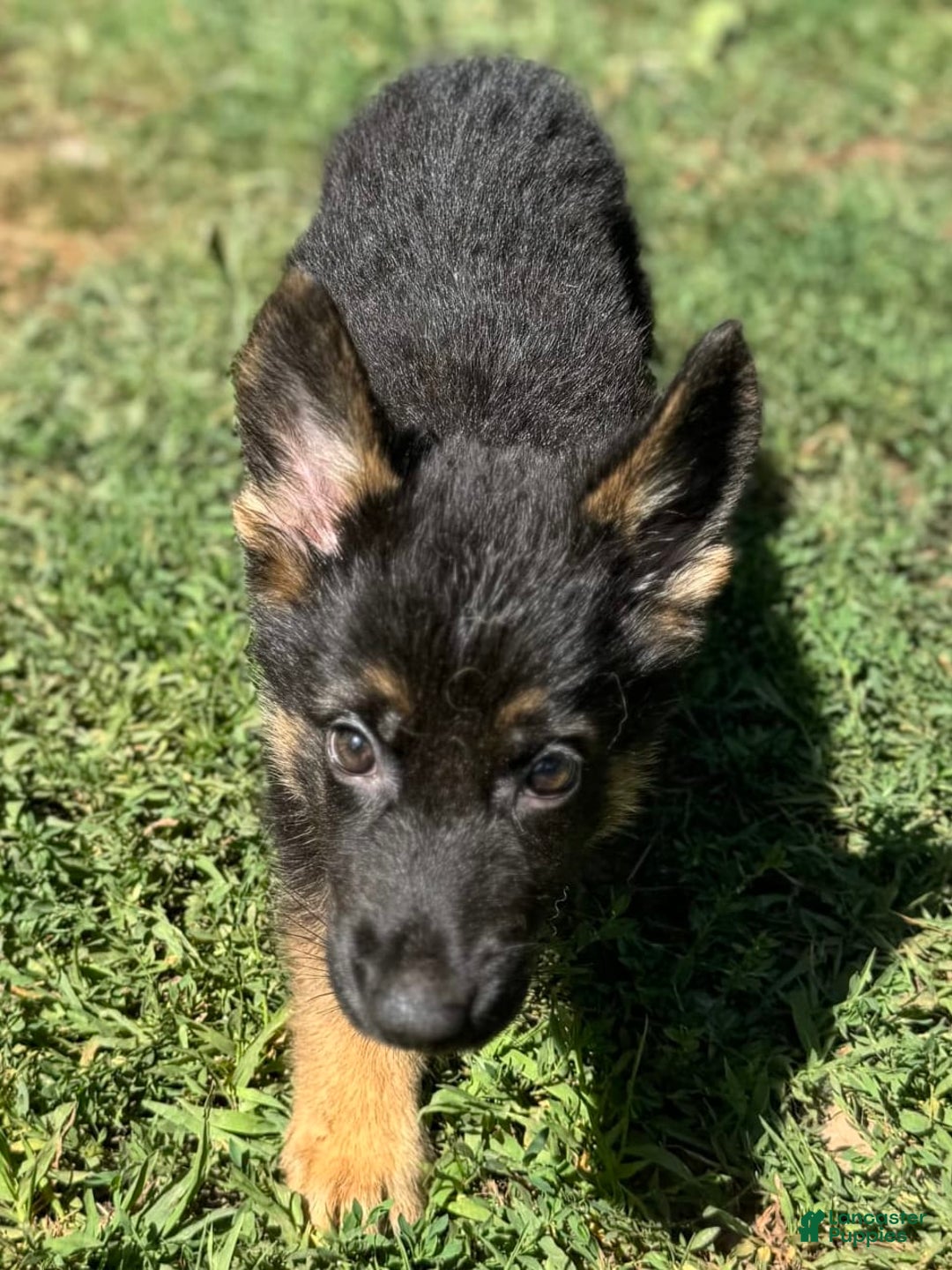 German Shepherd dogs for sale: Daisy - Image 7