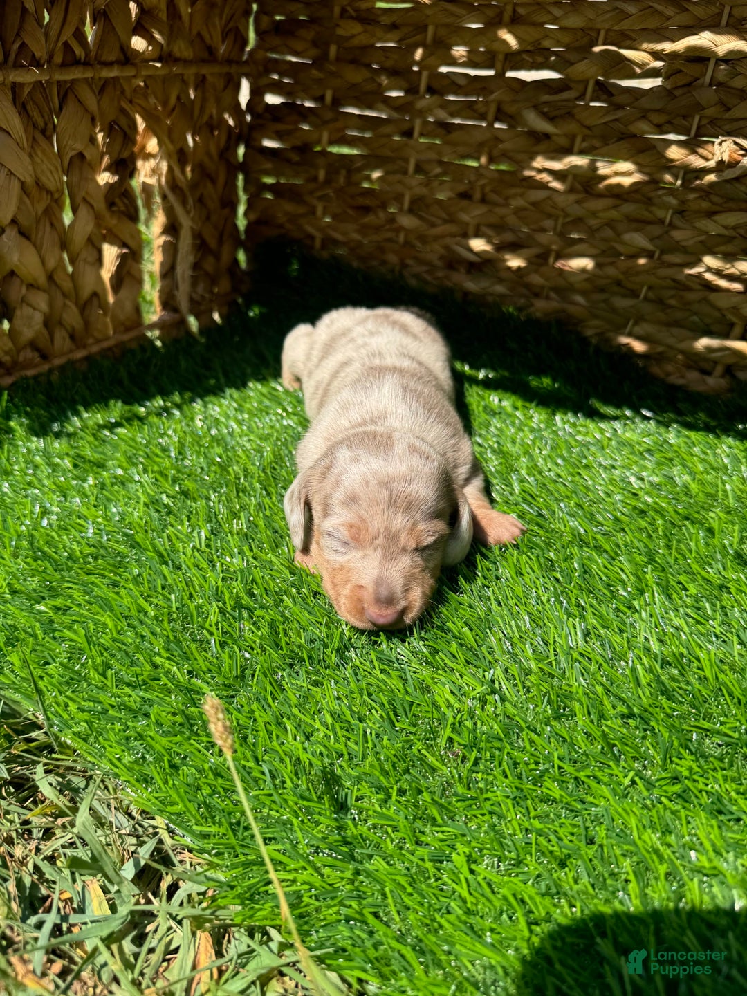Miniature Dachshund dogs for sale: Cinderella - Image 4