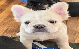 French Bulldog dogs for sale: Benny - Image 4