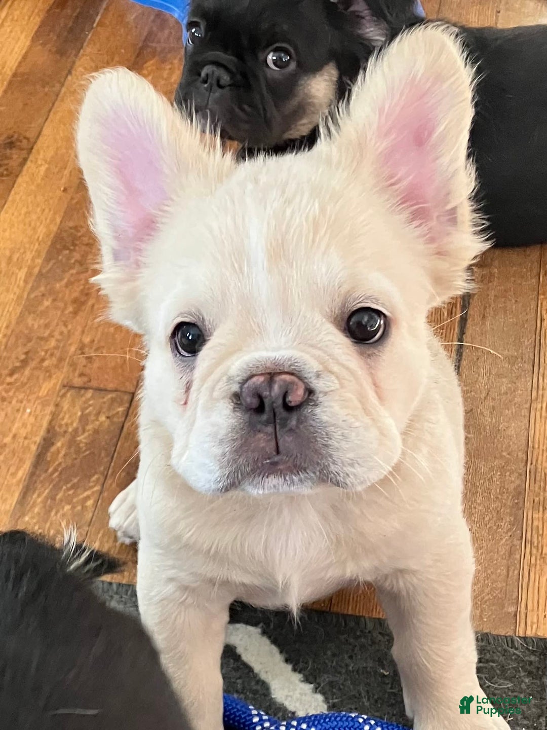 French Bulldog dogs for sale: Benny - Image 4