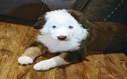 Australian Shepherd dogs for sale: Charli - Image 7