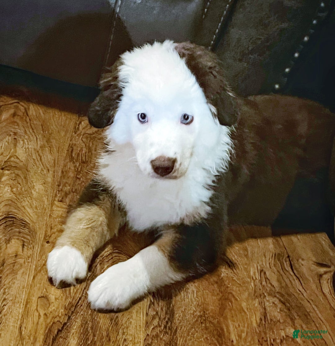 Australian Shepherd dogs for sale: Charli - Image 7