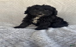 Mini Aussiedoodle dogs for sale: Harper - Image 3