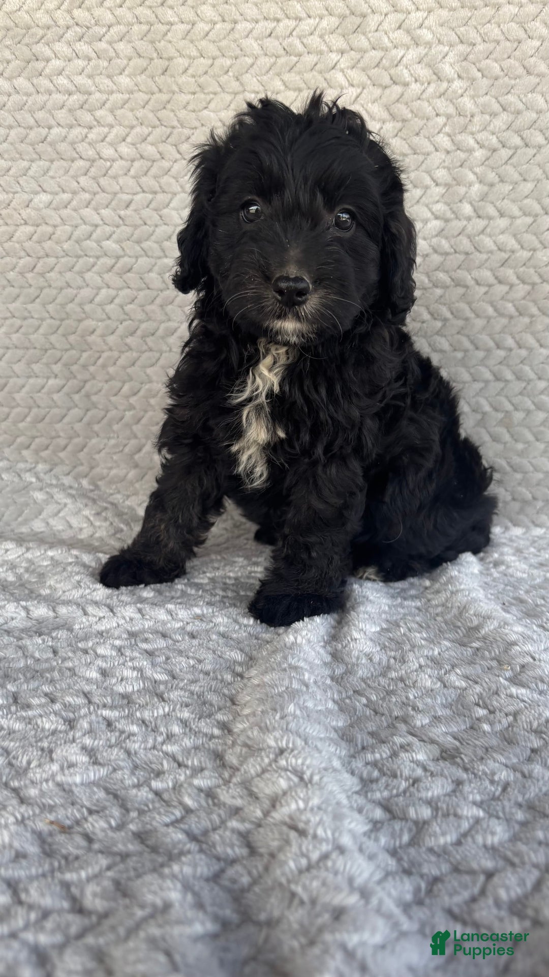 Mini Aussiedoodle dogs for sale: Harper - Image 3