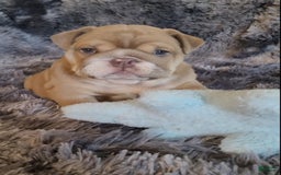 English Bulldog dogs for sale: Ozzy - Image 6
