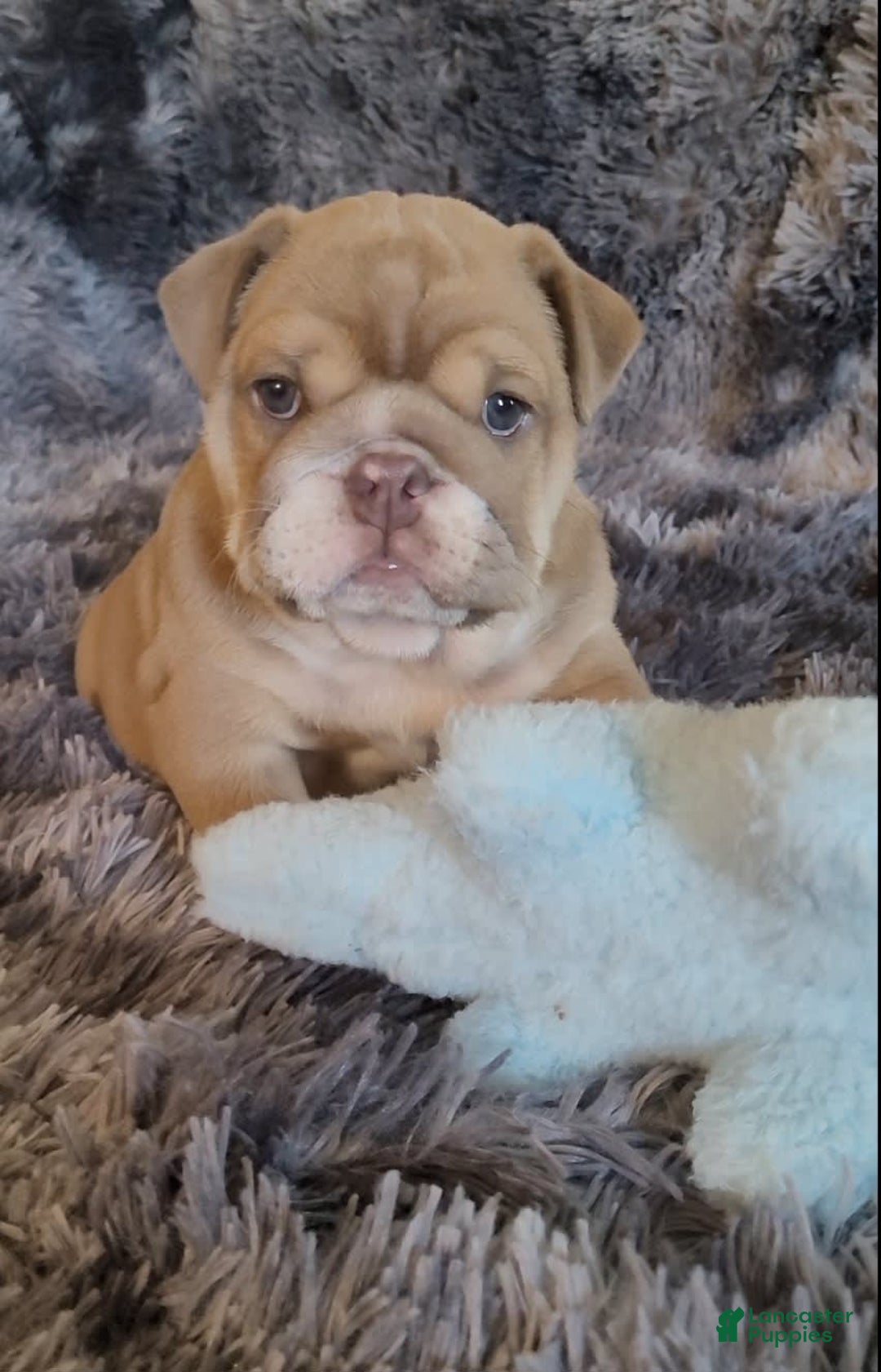 English Bulldog dogs for sale: Ozzy - Image 6