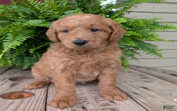 Goldendoodle dogs for sale: Reed - Image 11