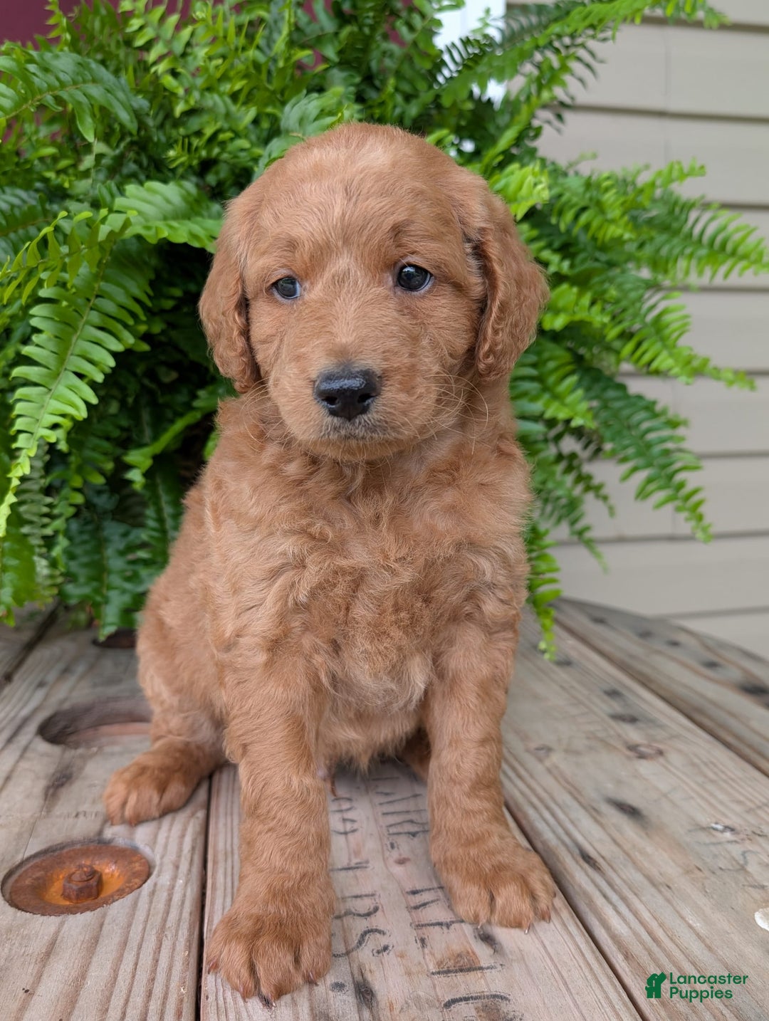 Goldendoodle dogs for sale: Reed - Image 11